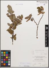 Foto von Salix caprea L. x Salix hastata L.